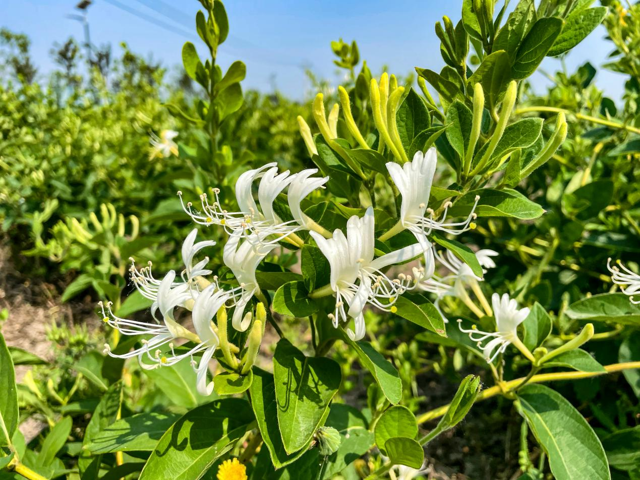 正宗金银花产地金银花产地最好是哪里