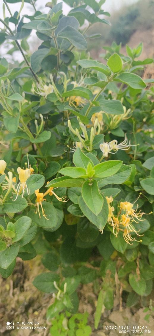 四季金银花和黄白金银花区别四季金银花