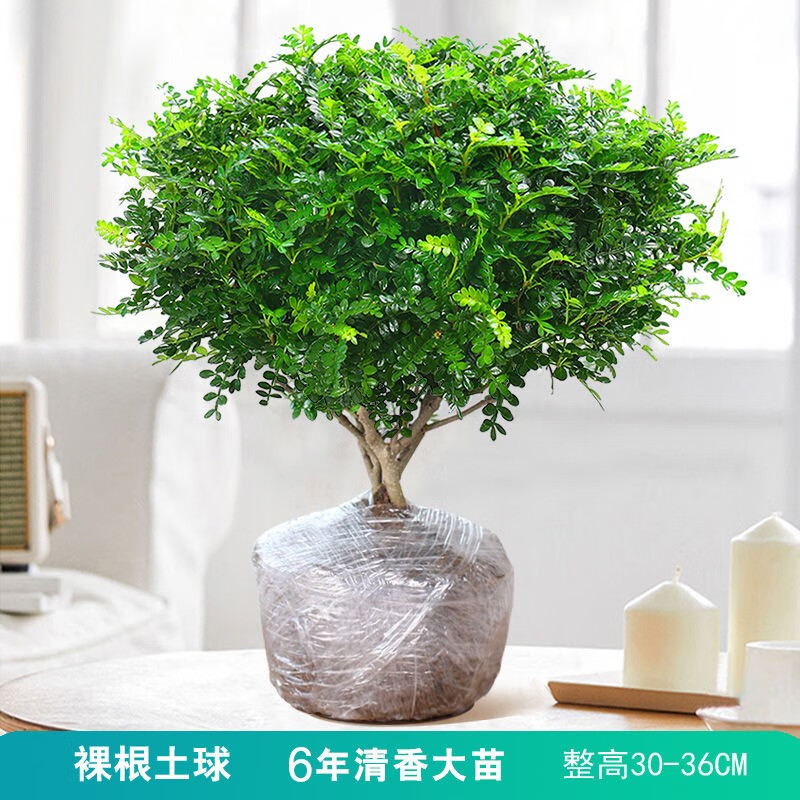 甲醛怎么去除最有效百度百科甲醛怎么去除比较快夏天土方法