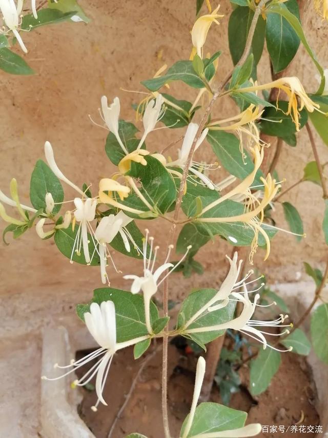 金银花的种类金银花的种类有多少