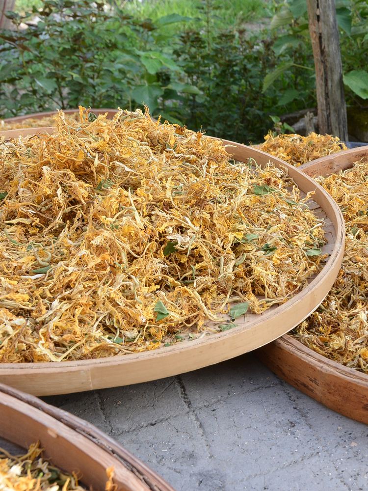 金银花怎么烘干的做法视频金银花怎么烘干的做法视频讲解