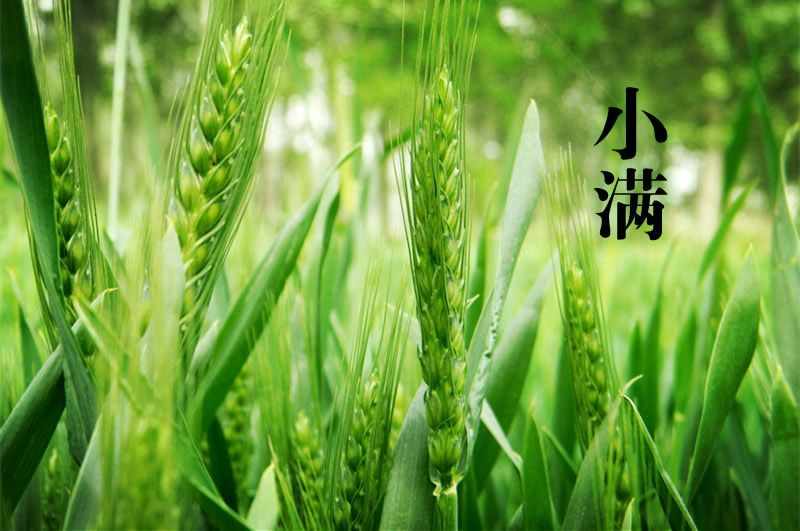 小满节气养生食谱小满节气养生