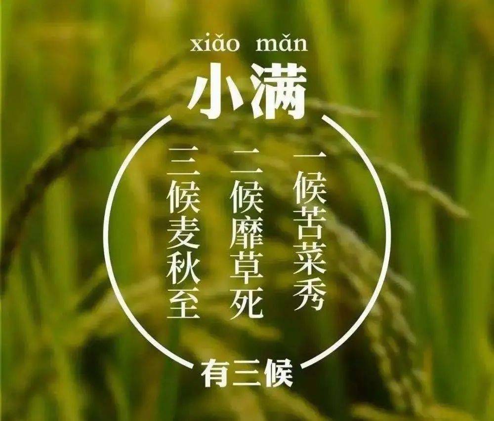小满节气养生食谱小满节气养生
