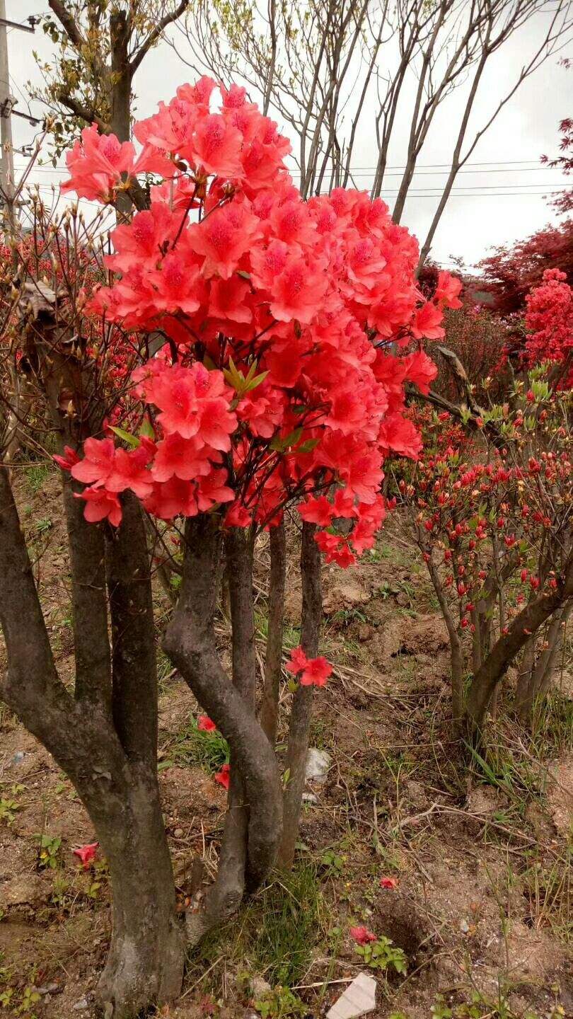 四季红色金银花图片四季红金银花与红金银花区别
