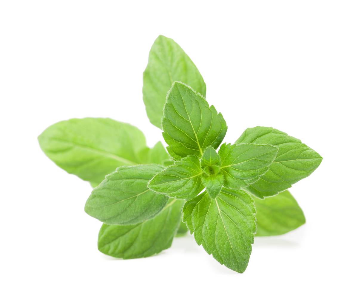 荆芥荆芥是什么植物图片