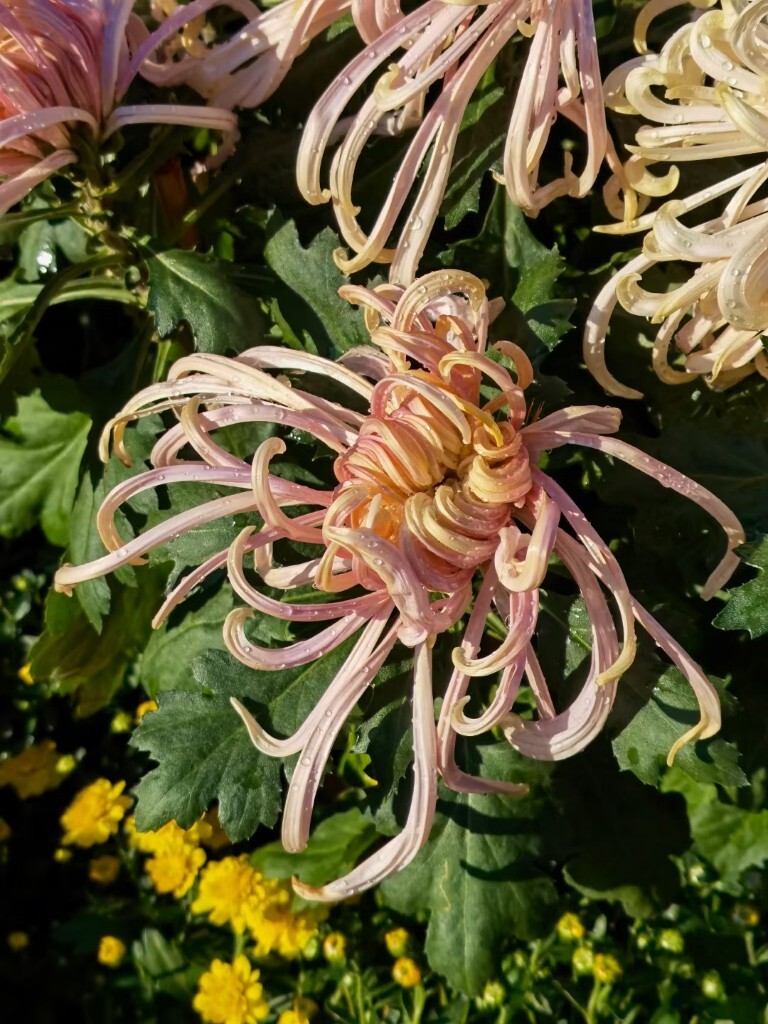 菊花残菊花残满地伤出自哪首诗