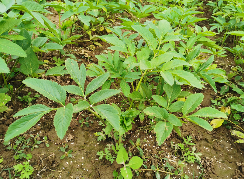 白芷种植技术白芷种植技术和管理方法