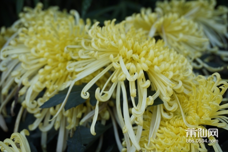 花落人断肠,花落人断肠我心事静静淌
