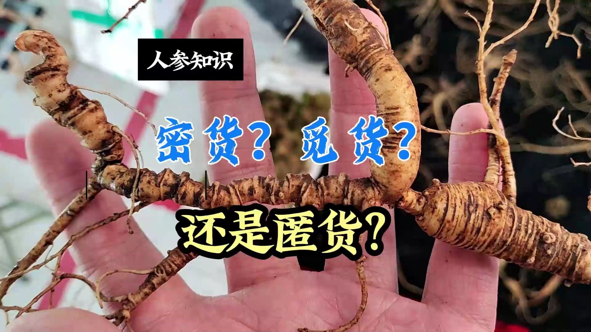 人参的功效与作用吃法,西洋参的功效与作用
