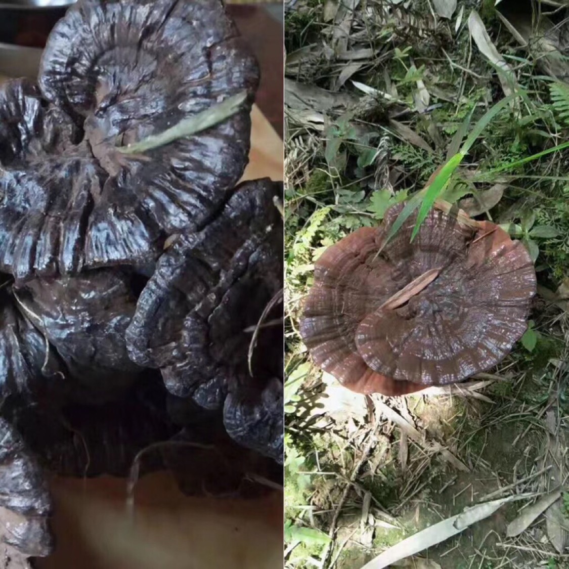 菌灵芝,菌灵芝别名叫什么