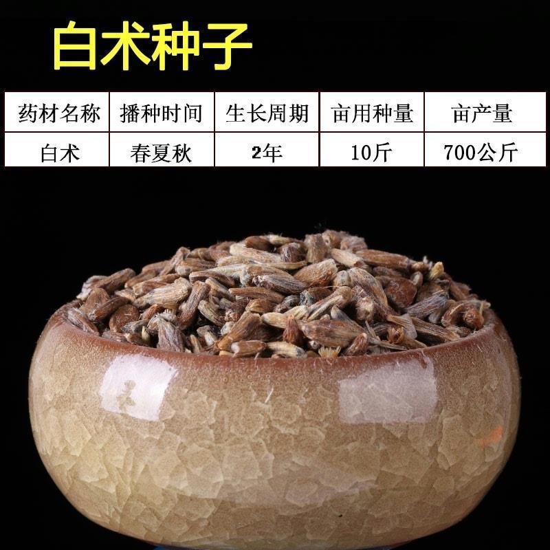 白术种子种植技术,白术种子