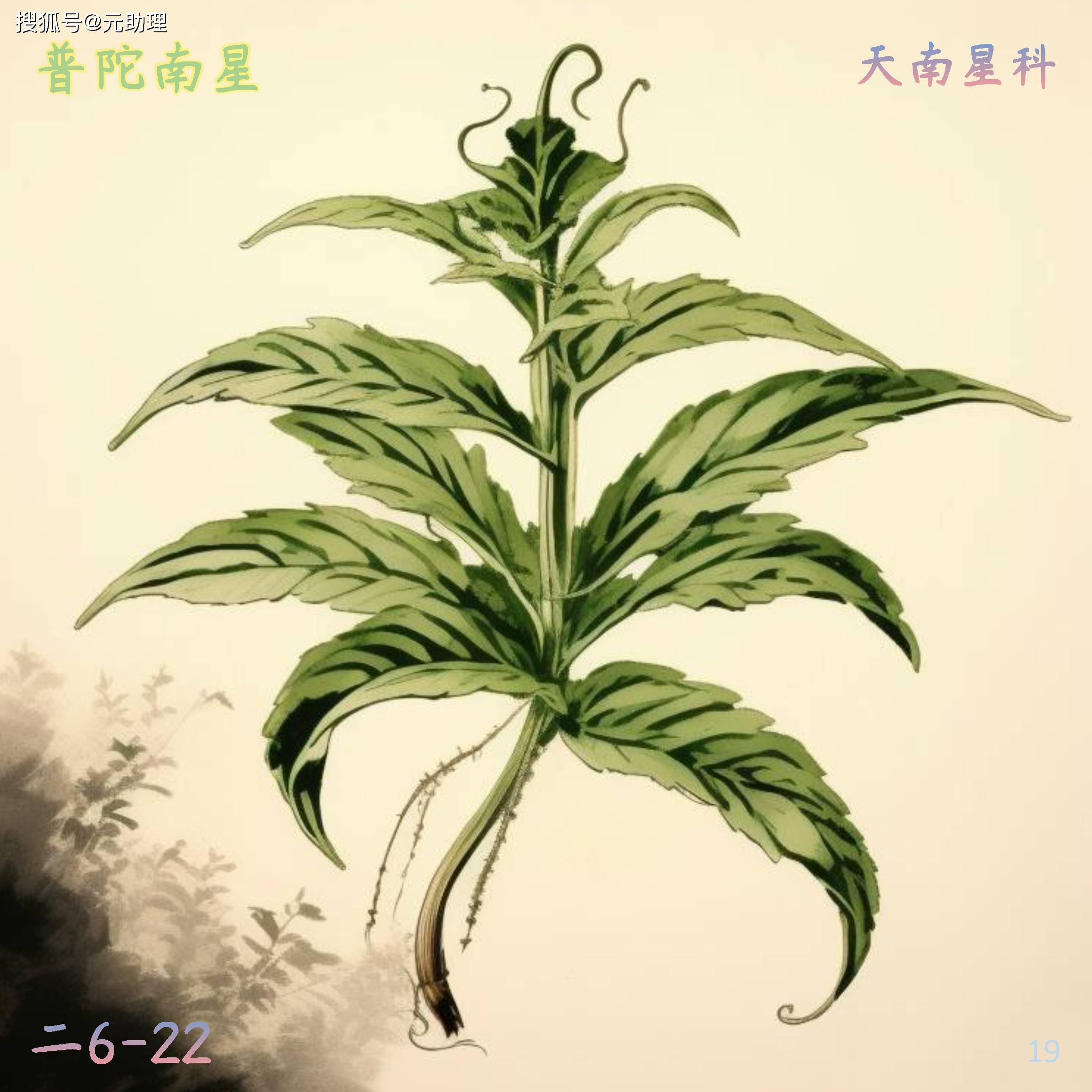天南星的功效与作用,天南星