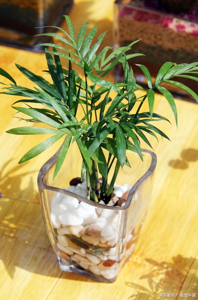 去甲醛味用什么方法最快植物甲醛去除的正确方法植物