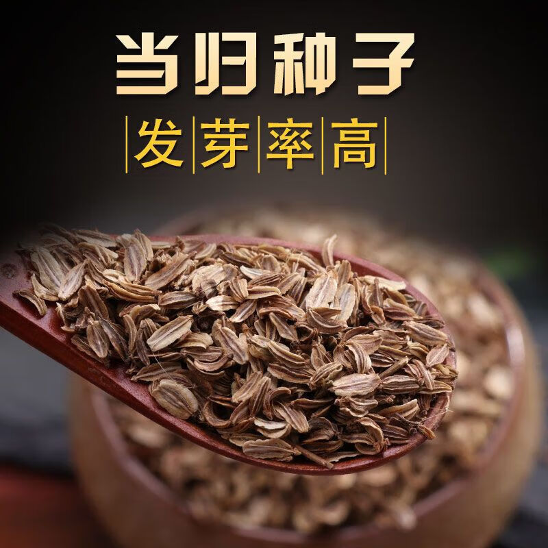 当归种子什么时候播种最好当归种子