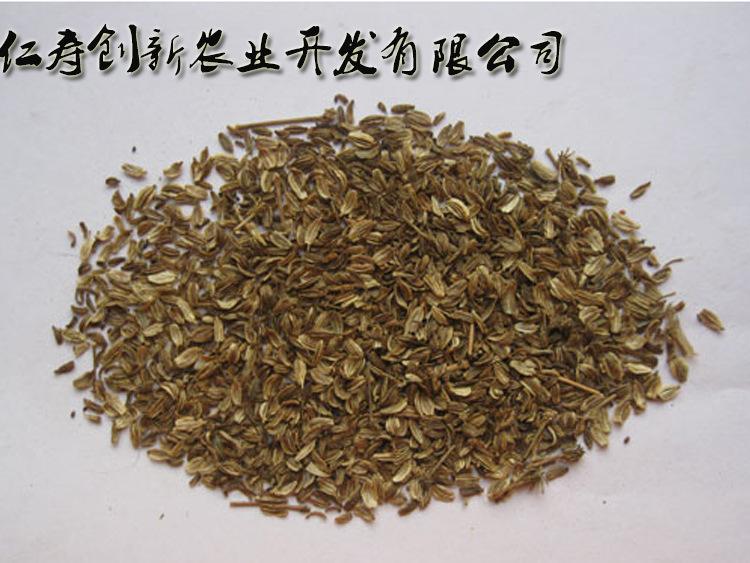 当归种子什么时候播种最好当归种子