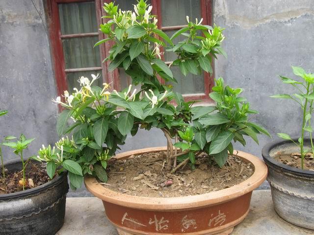 老根金银花种植技术与栽培管理的简单介绍