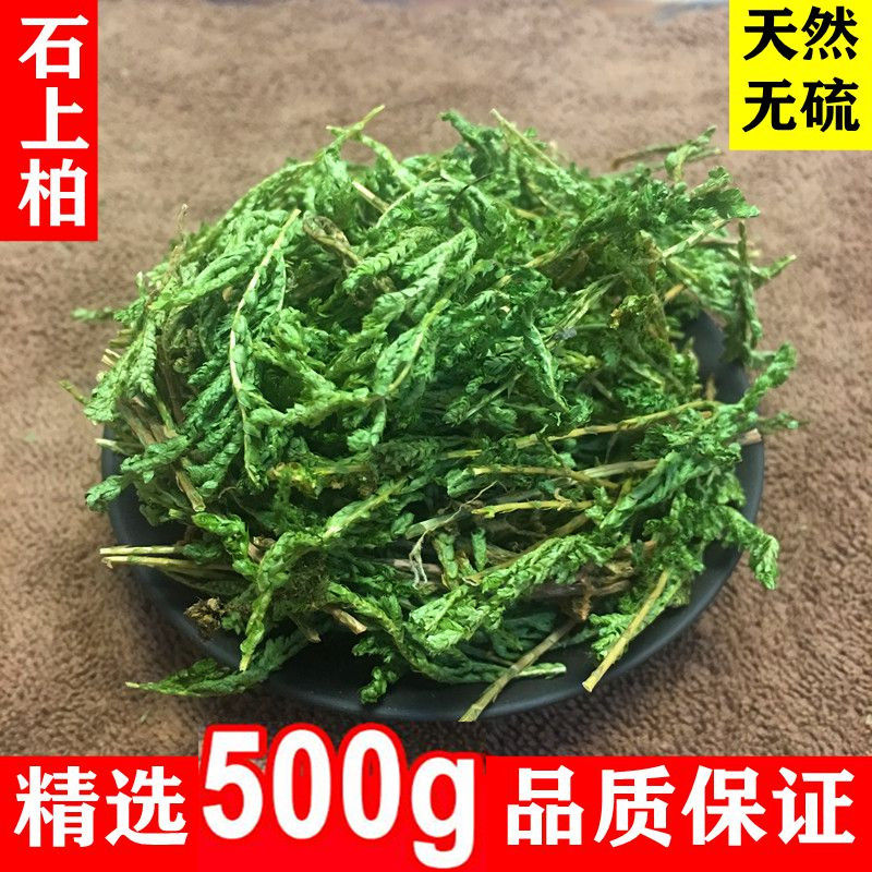 石上柏的别名是什么石上柏