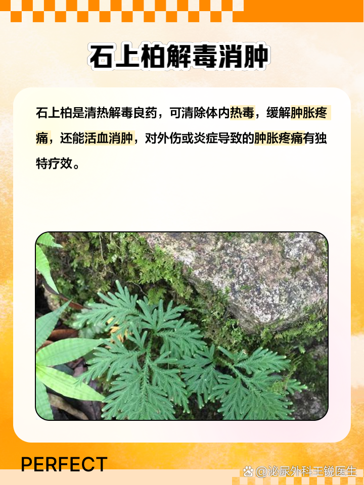 石上柏的别名是什么石上柏