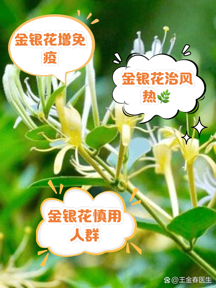 金银花的功效与主治,金银花的功效与主治功能
