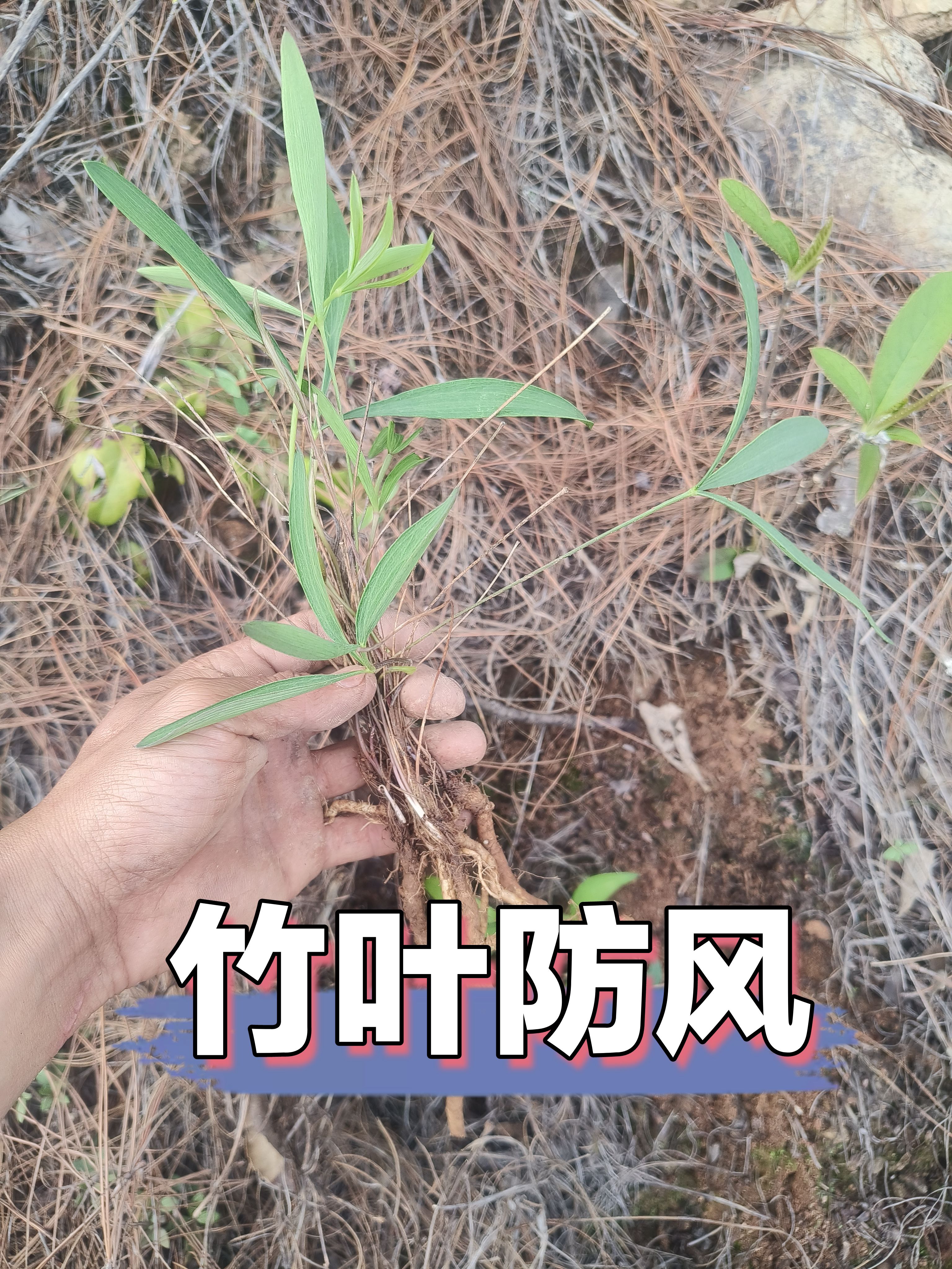 竹叶防风是热性还是凉性,竹叶防风