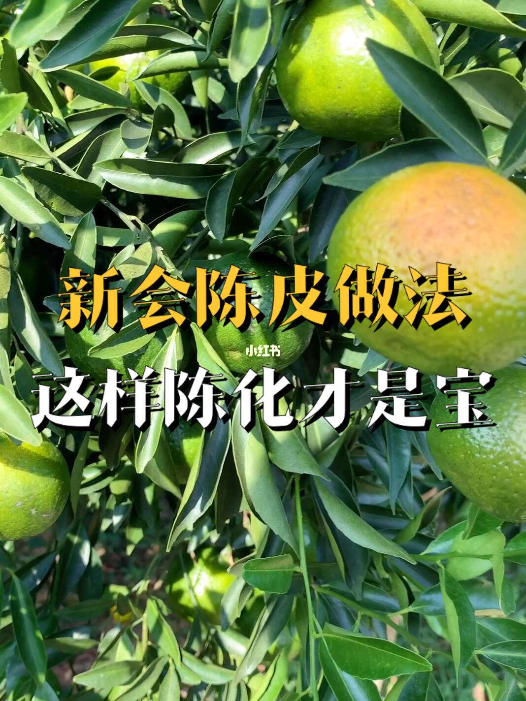 新会陈皮是哪种橘子皮做的陈皮是哪种橘子皮做的