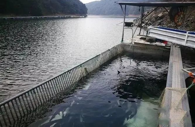 减肥鱼,减肥鱼籽能吃吗