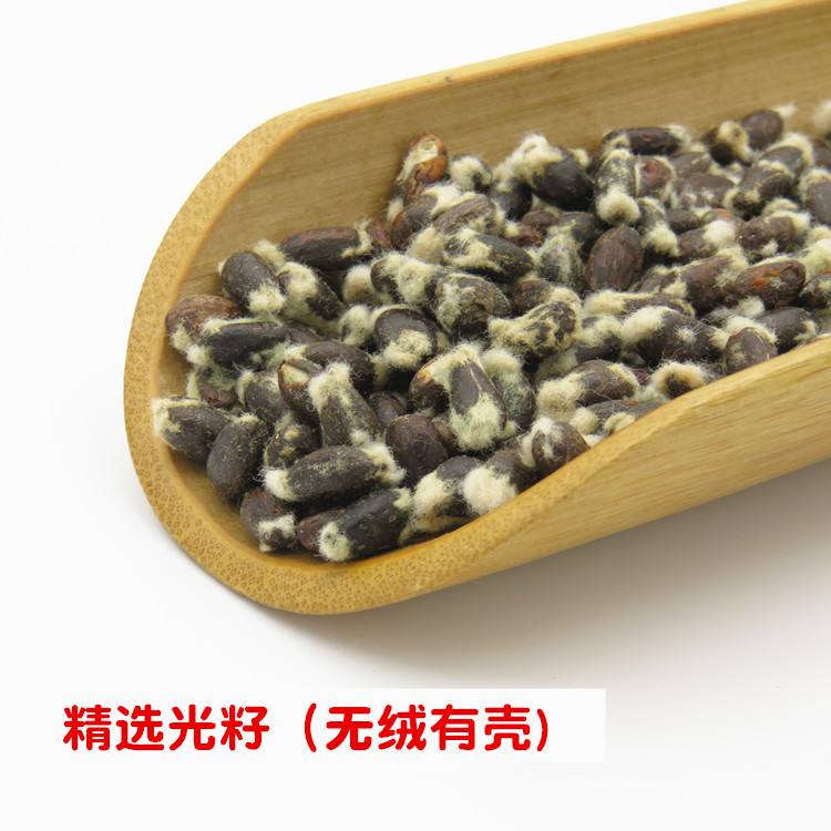 棉花子,棉花子油吃了有害处吗