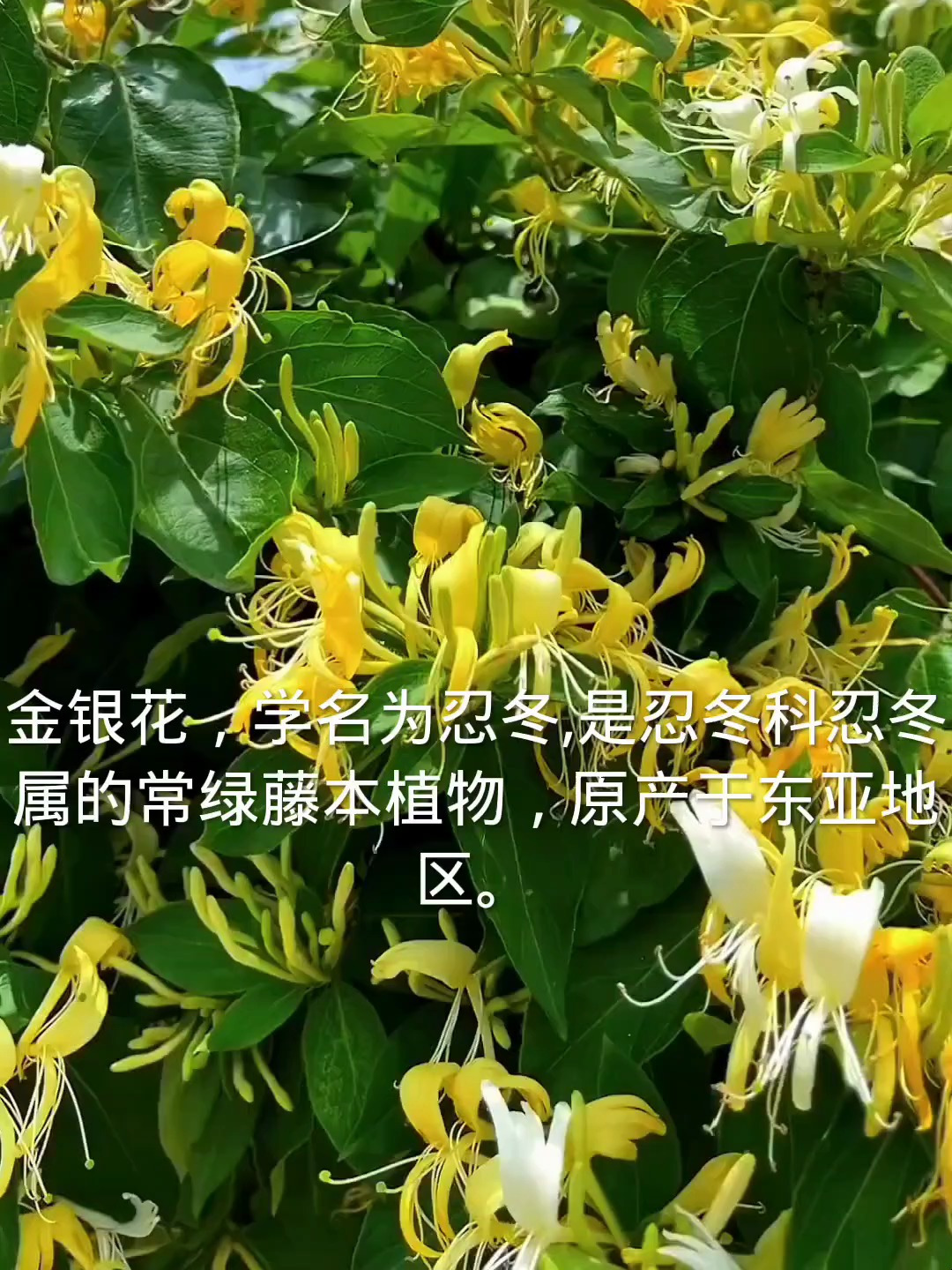 金银花的花朵为什么会变色呢金银花的花朵因为什么会变色?