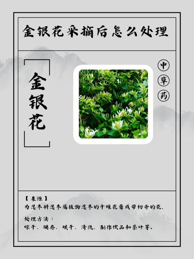 金银花的花朵为什么会变色呢金银花的花朵因为什么会变色?