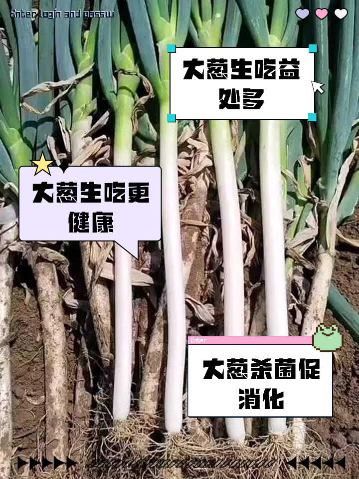 葱白的作用与用途葱白的作用