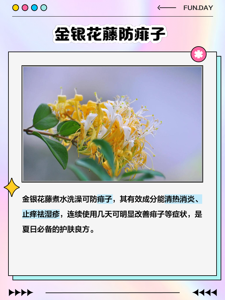 金银花有效成分,金银花有效成分的提取方法
