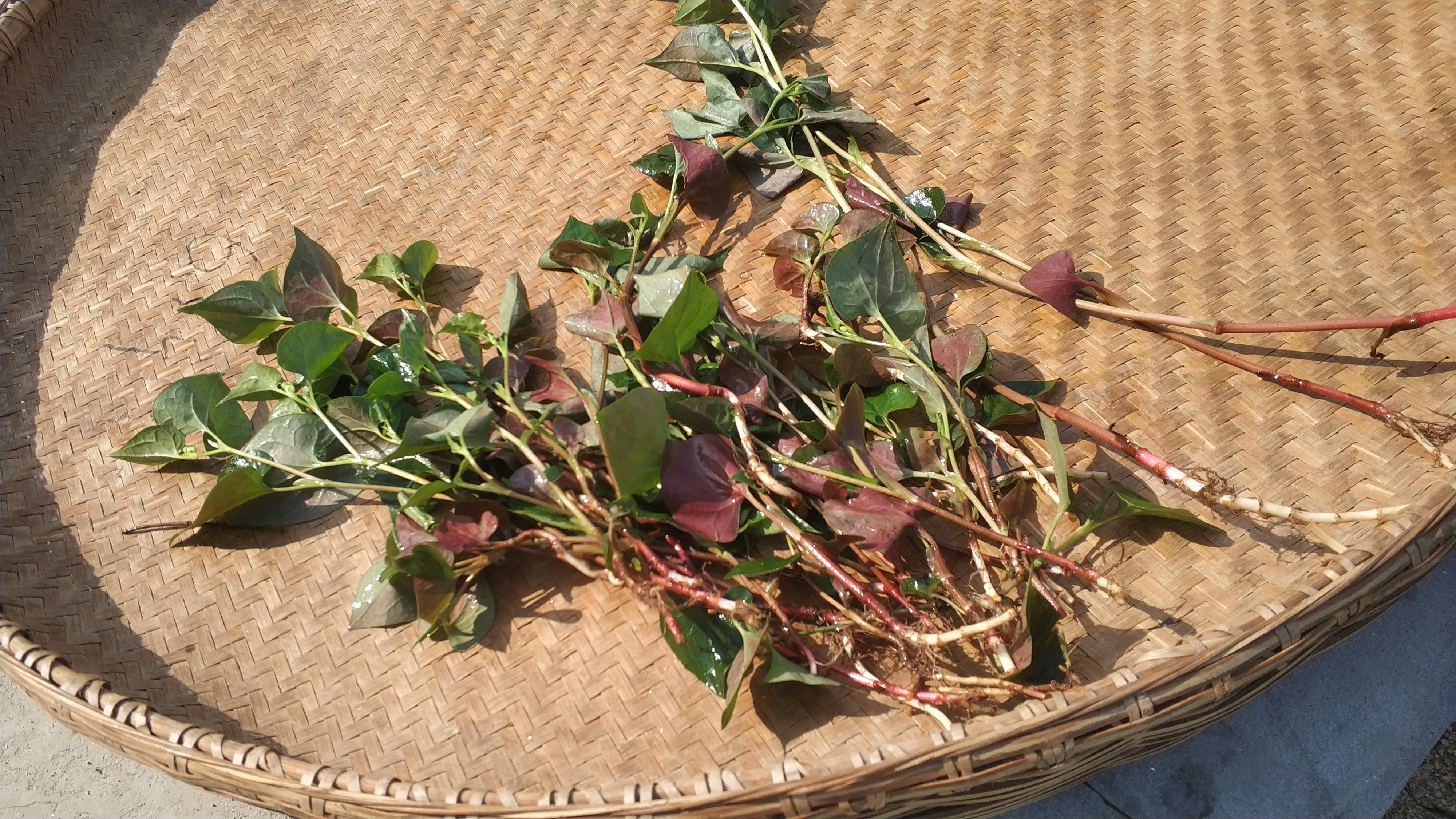 金银花茶的制作方法视频大全,金银花茶的制作方法视频