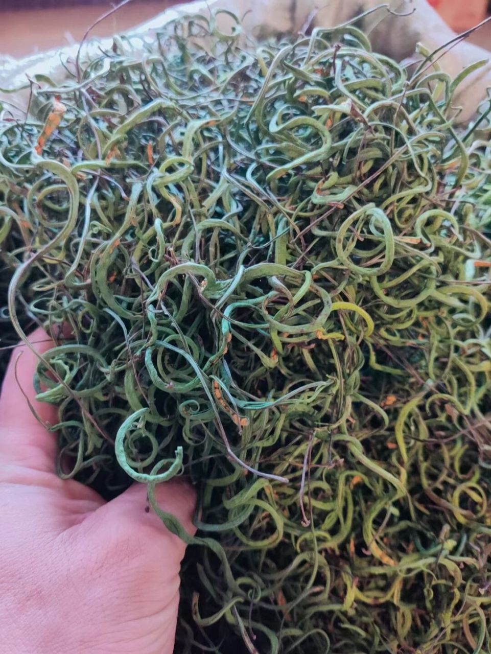 肾精茶图片,肾精茶