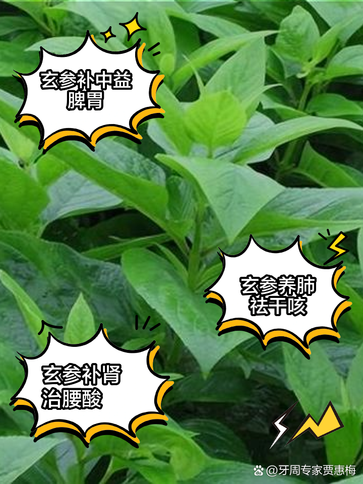 中药玄参的作用与副作用中药玄参的作用