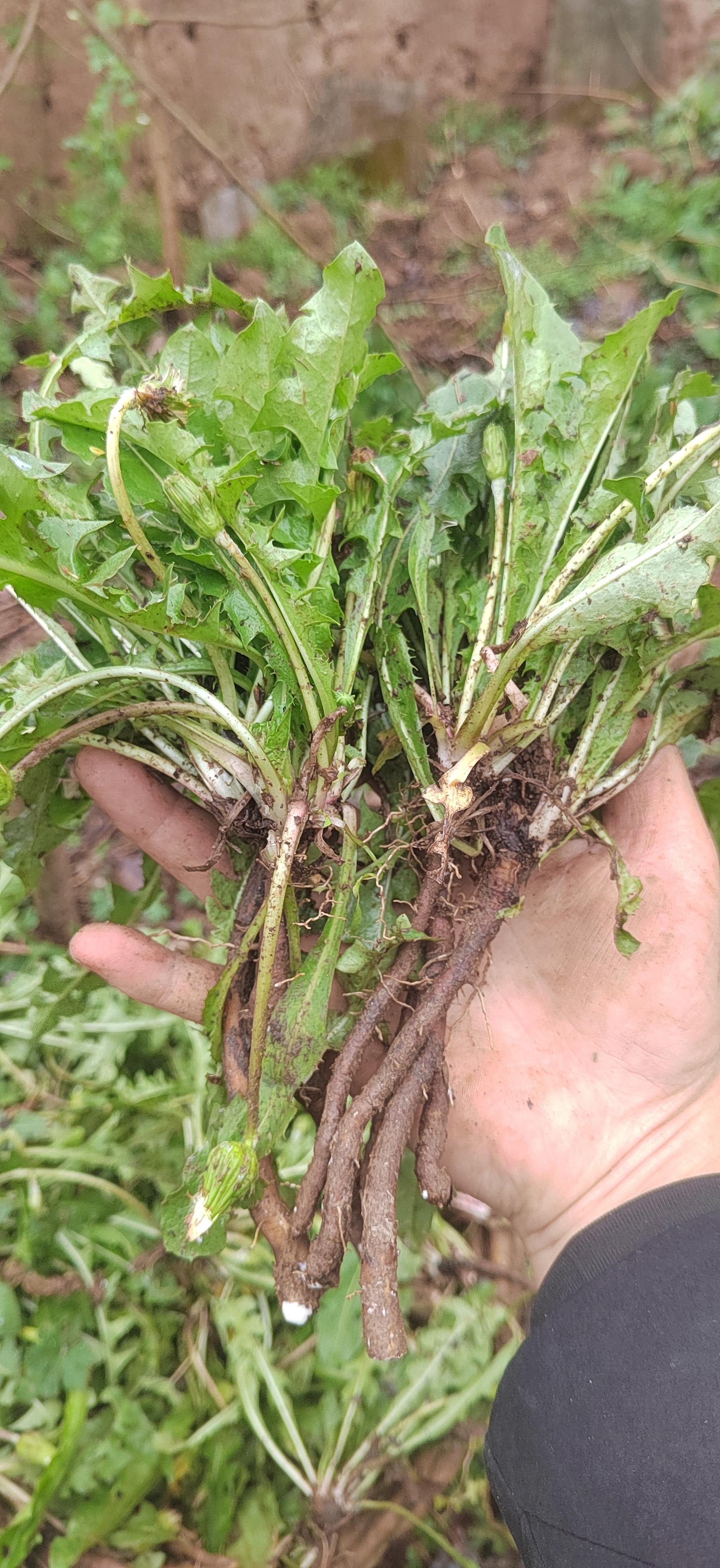 蒲公英什么时候开花什么时候谢掉,蒲公英什么时候开花