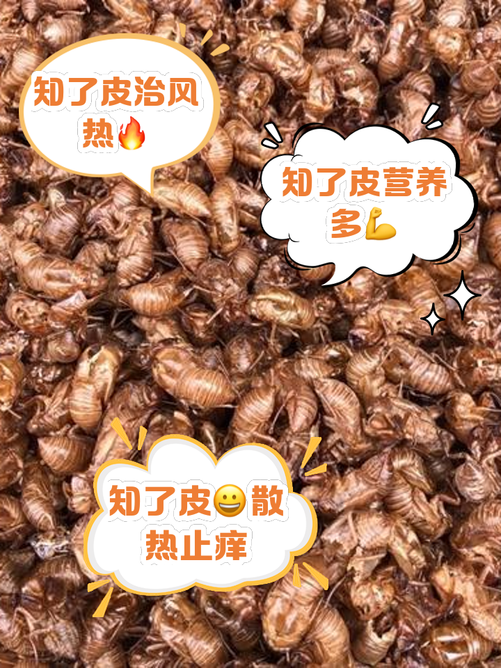 蝉蜕作用与功能主治是什么蝉蜕作用