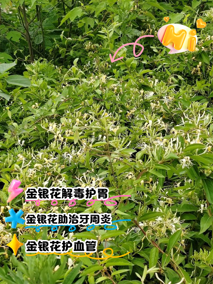 金银花的作用是什么,金银花的作用是什么有没有副作用
