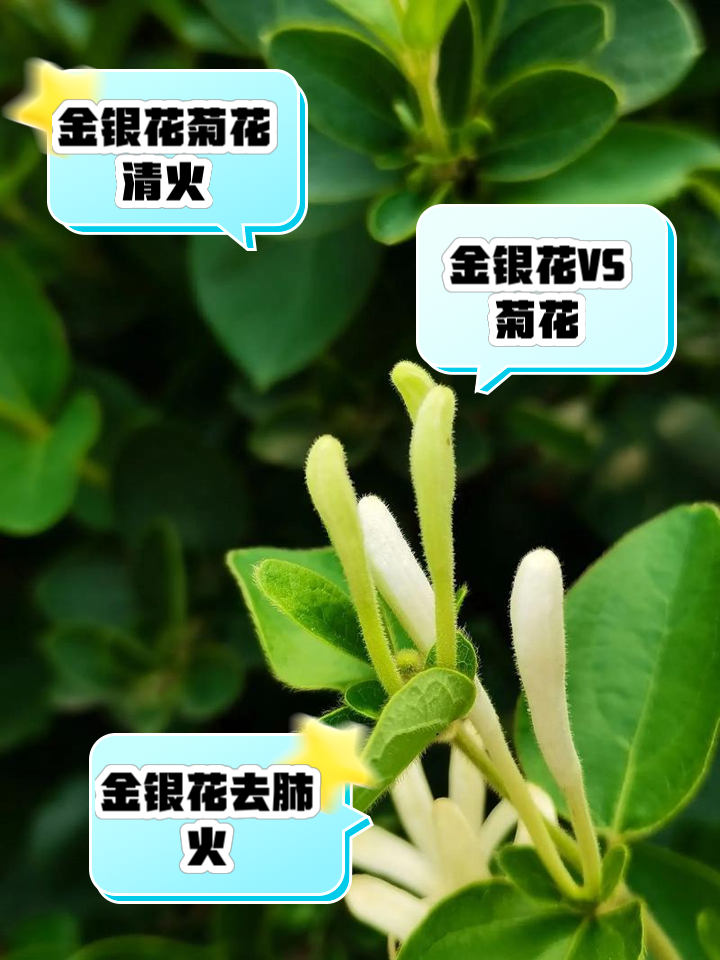 金银花介绍金银花介绍视频