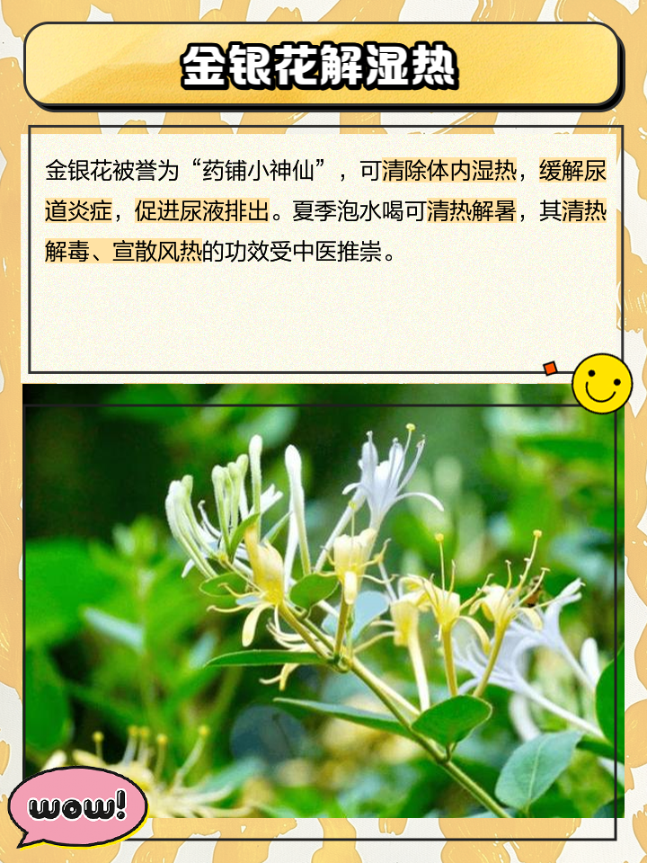 金银花泡水喝有哪些作用,金银花泡水喝的功效与作用?
