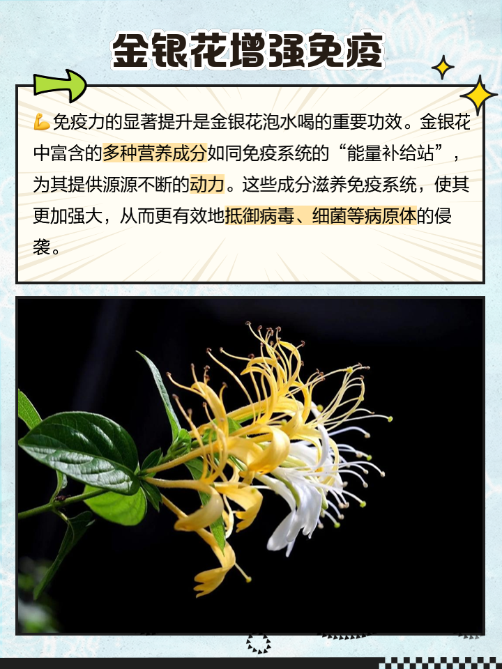 桑葚枸杞金银花茶的功效金银花茶的功效