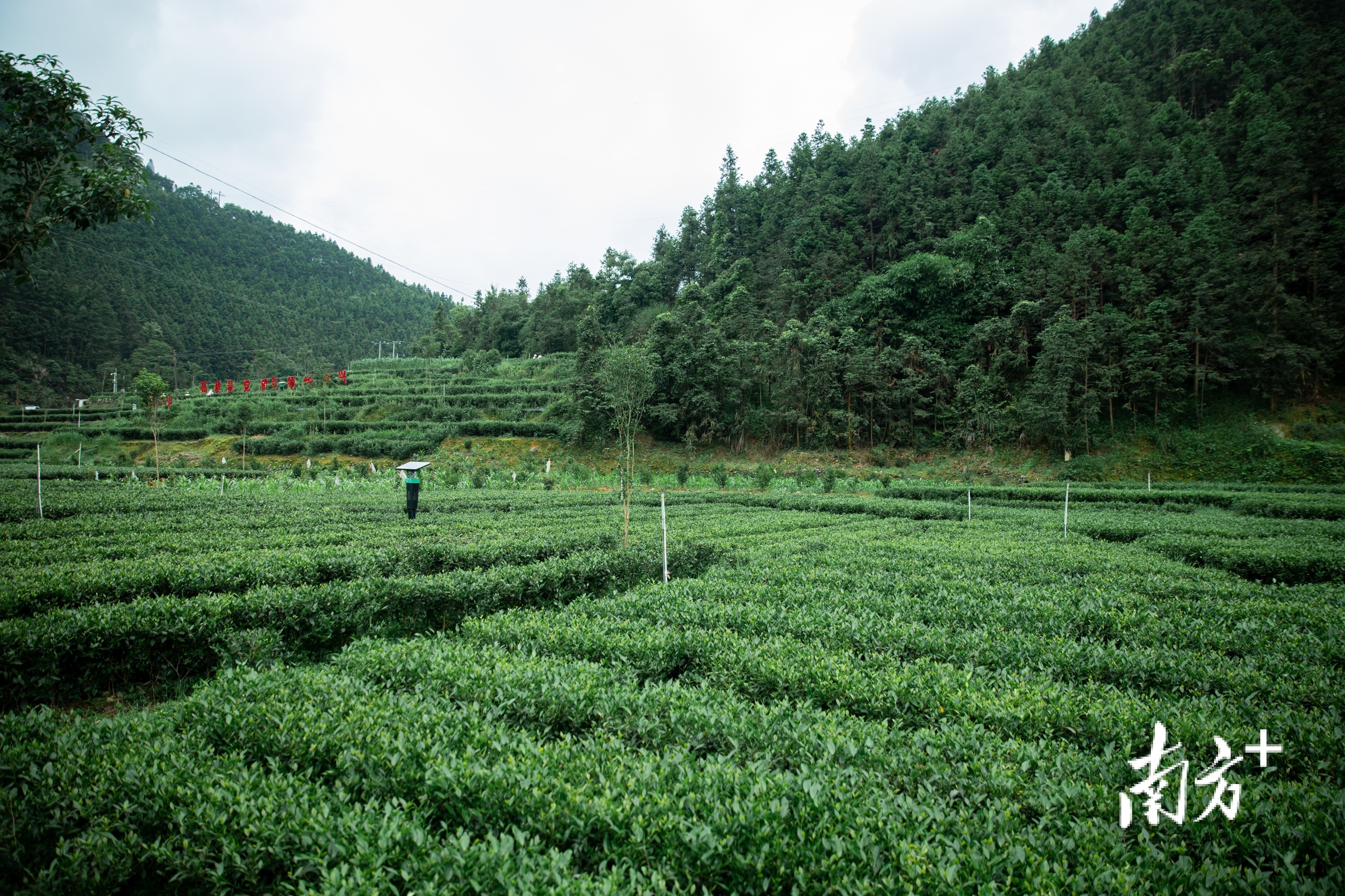 大叶茶大叶茶为何被禁售