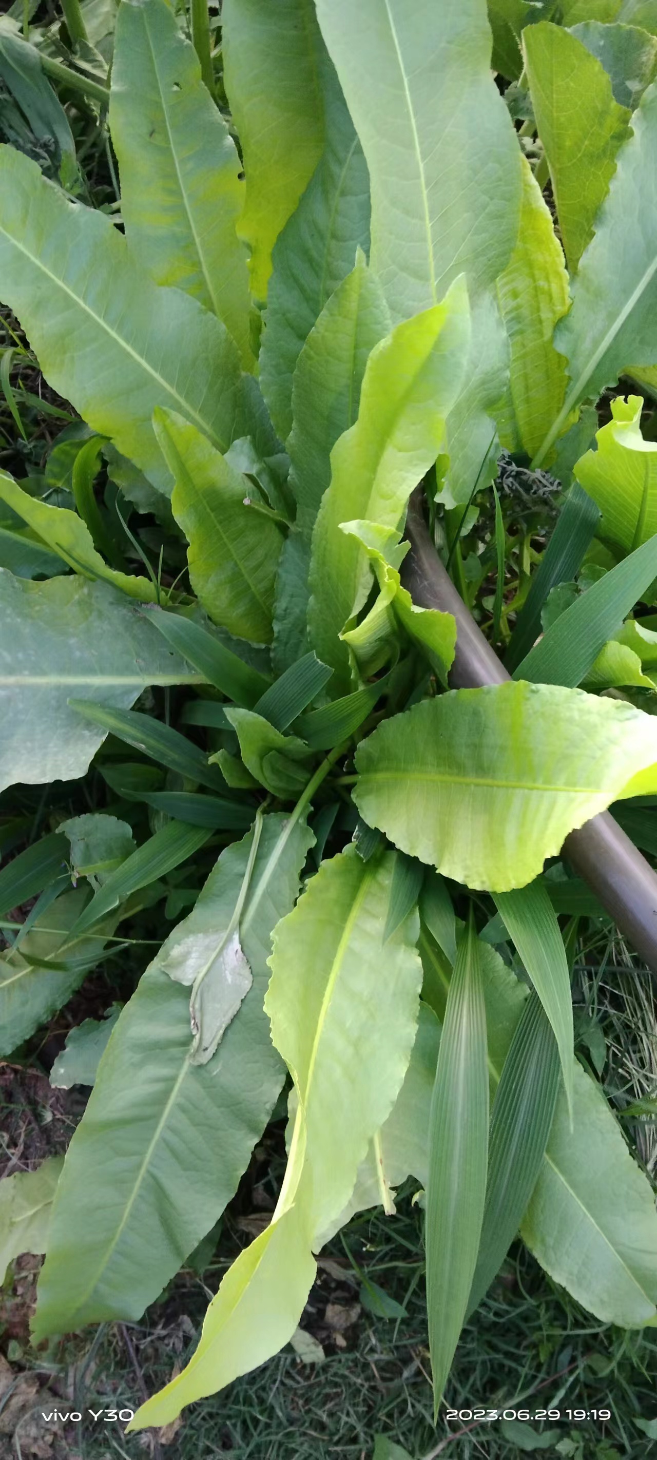 羊蹄根草药图片,羊蹄根