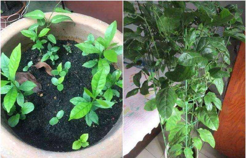 金银花怎么种植,是种子还是插枝是种子还是插枝