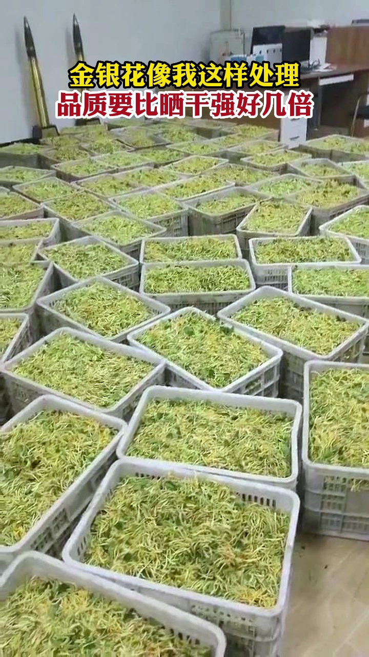 金银花烘干技术讲解金银花如何烘干