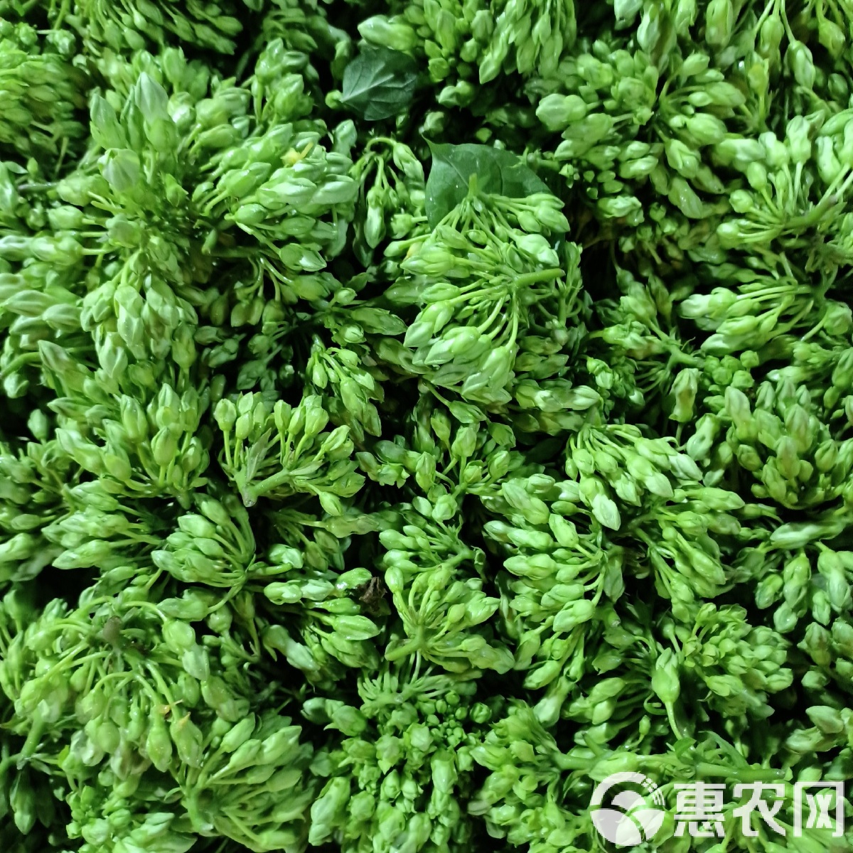 千里香,千里香花