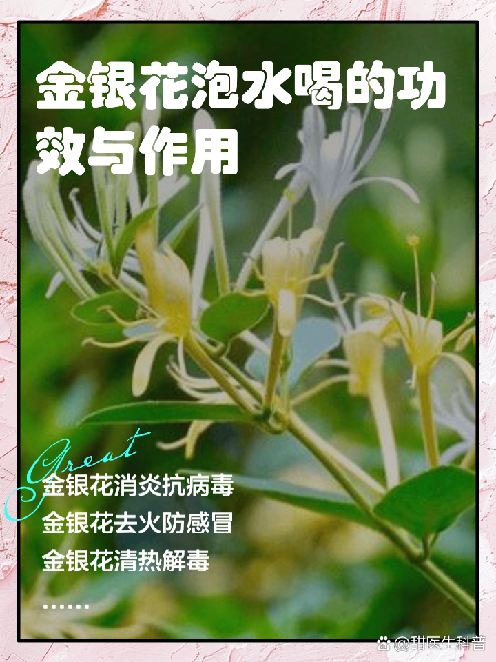 长期用金银花泡水喝好吗长期用金银花泡水喝有什么好处
