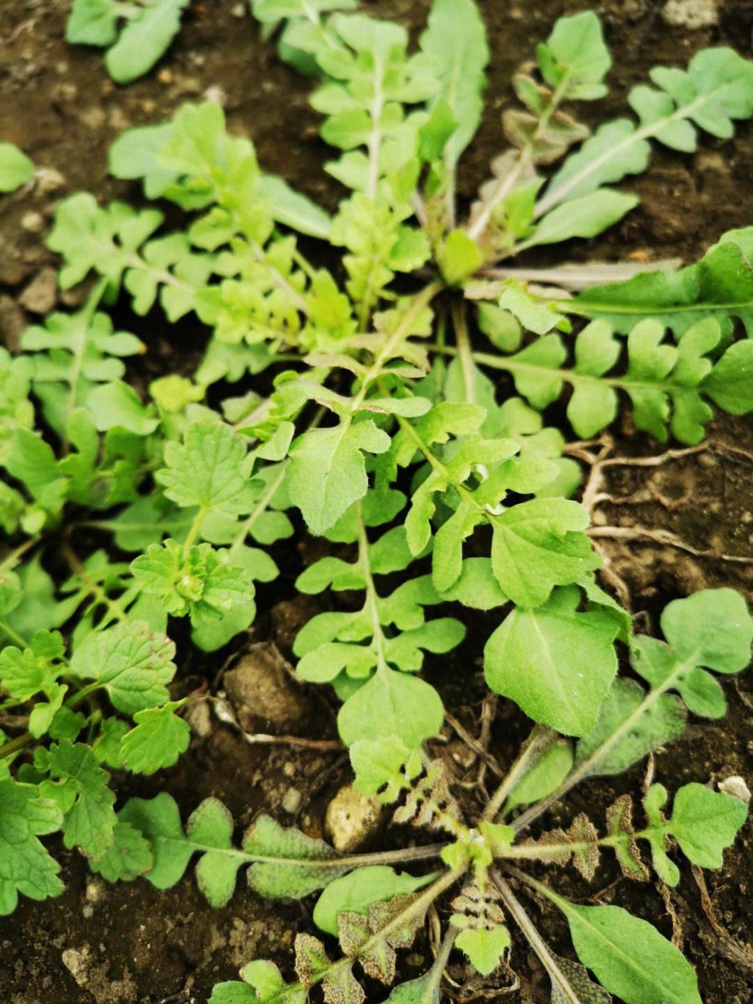 荠菜荠菜长什么样子图片
