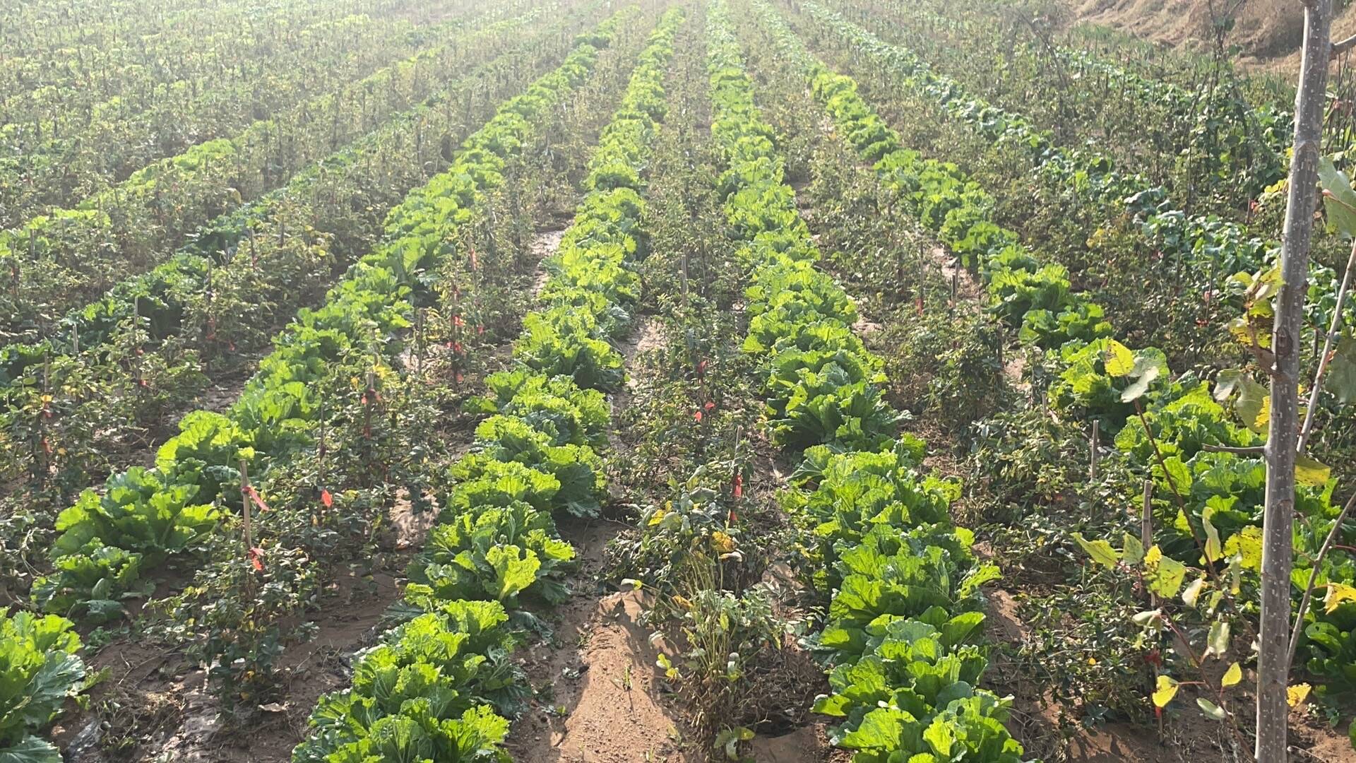 金银花生产基地哪里规模大质量好联系电话金银花生产基地