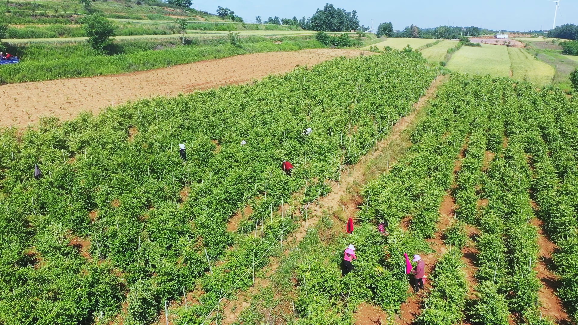 金银花生产基地哪里规模大质量好联系电话金银花生产基地