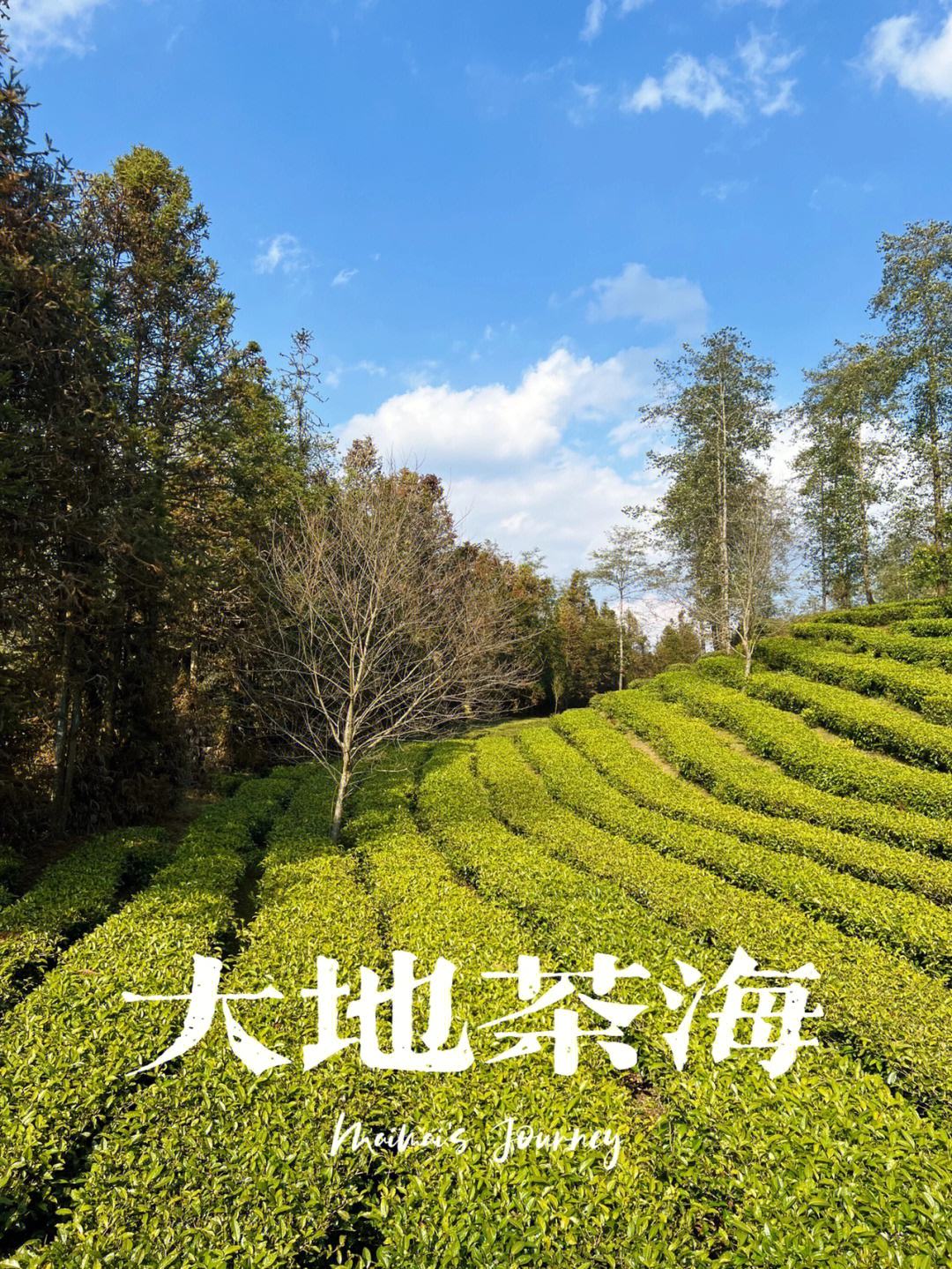 茶海是用来干嘛的茶海